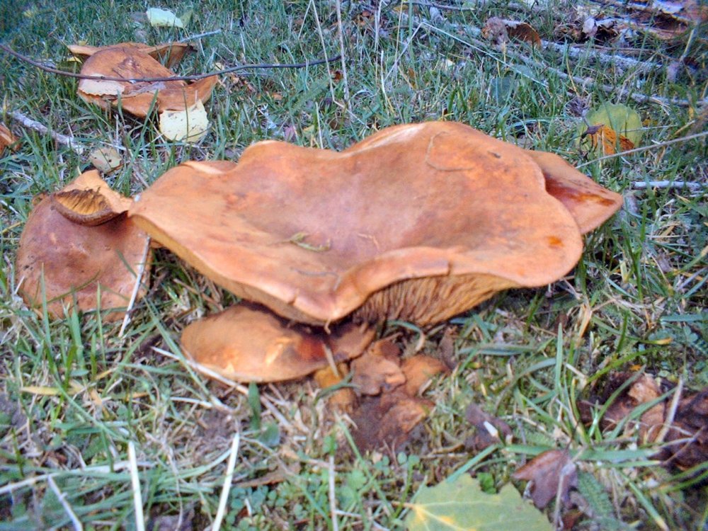 paxillus involutus